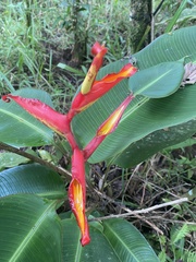 Heliconia irrasa