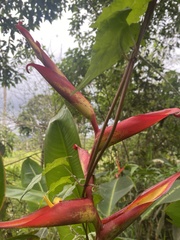 Heliconia irrasa
