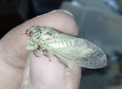 Cicadetta pellosoma