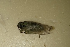 Cicadetta pellosoma