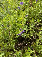 Scutellaria angustifolia angustifolia