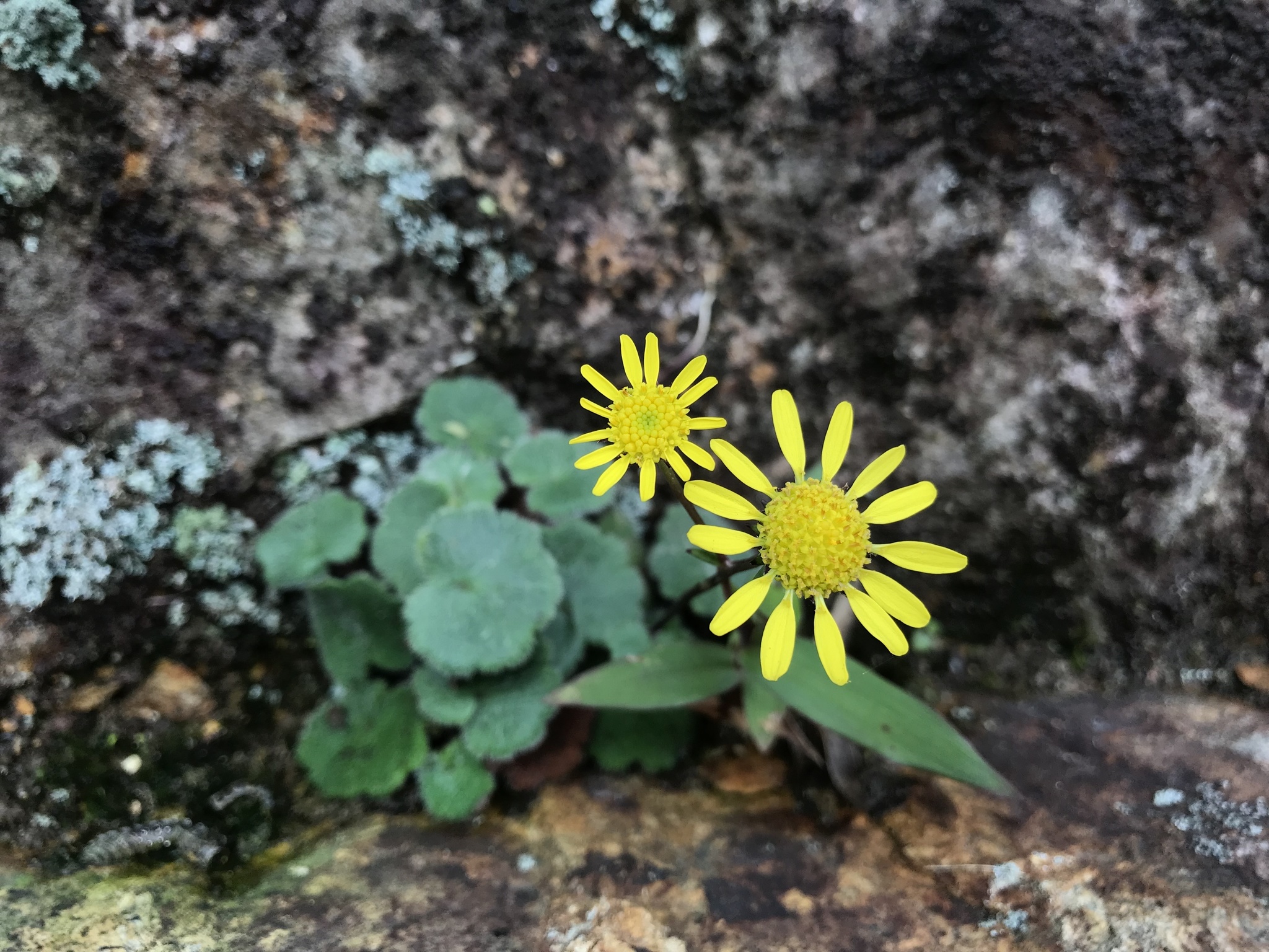 Sinosenecio