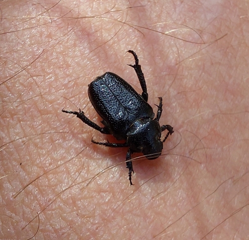 Cremastocheilus nitens