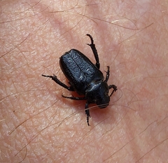 Cremastocheilus nitens