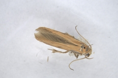 Stathmopoda skelloni