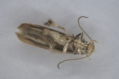 Stathmopoda skelloni