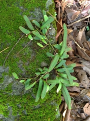 Pyrrosia linearifolia