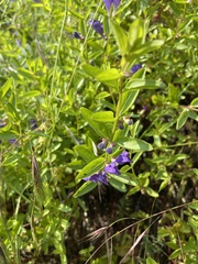 Scutellaria angustifolia angustifolia