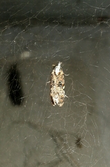 Phtheochroa rugosana