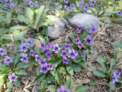 Viola prionantha