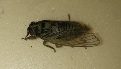 Cicadetta pellosoma