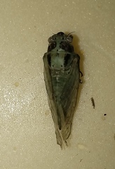 Cicadetta pellosoma