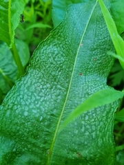 Peronospora polygoni