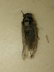 Cicadetta pellosoma