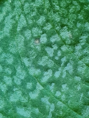 Peronospora polygoni