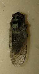 Cicadetta pellosoma