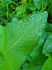 Peronospora polygoni
