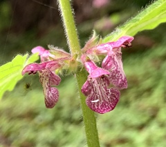 Stachys mexicana