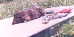 Oxymycterus rufus