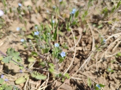 Bothriospermum chinense
