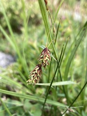 Carex magellanica