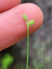 Carex tenuiflora