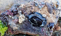 Cryptoplax striata