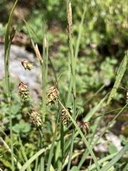 Carex magellanica