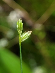 Carex tenuiflora