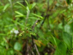 Carex disperma