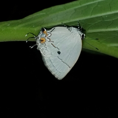 Iaspis andersoni