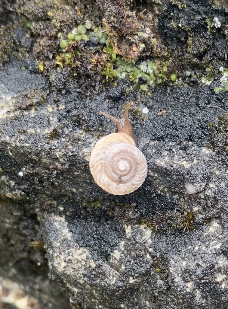 Deep Slide mountainsnail