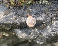 Oreohelix intersum