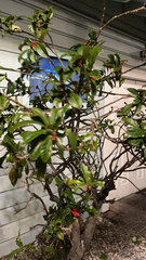 Jatropha integerrima