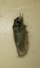 Cicadetta pellosoma