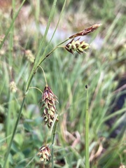 Carex magellanica