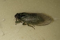 Cicadetta pellosoma