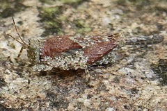 Paratettix cucullatus