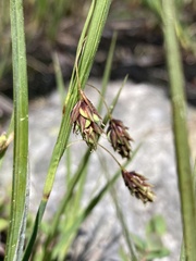 Carex magellanica