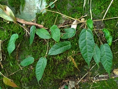 Ficus sarmentosa nipponica