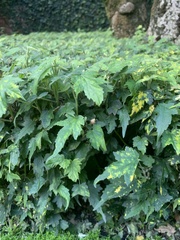Corynabutilon vitifolium