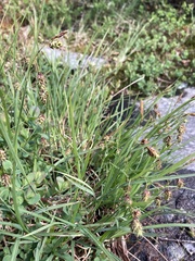 Carex magellanica