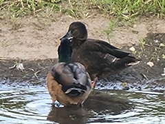 Anas platyrhynchos domesticus