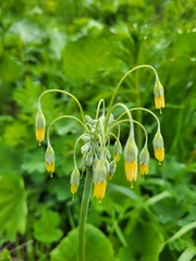 Primula grandis