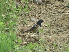 Pipilo maculatus curtatus