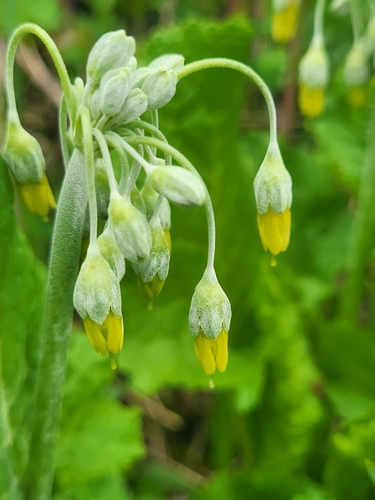 Primula grandis, photograph 2