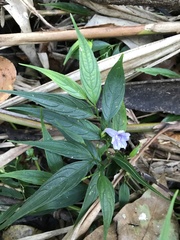 Strobilanthes anisophyllus