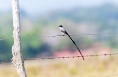 Tyrannus savana