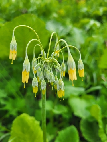 Primula grandis, photograph 4