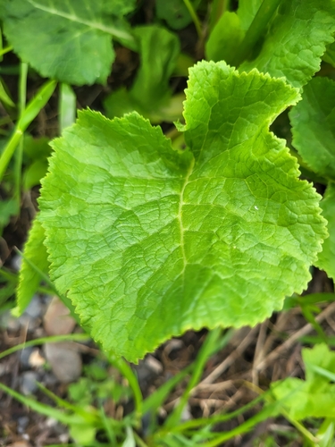 Primula grandis, photograph 5